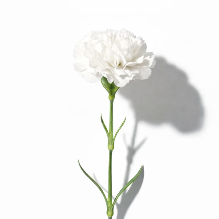 clavel blanco