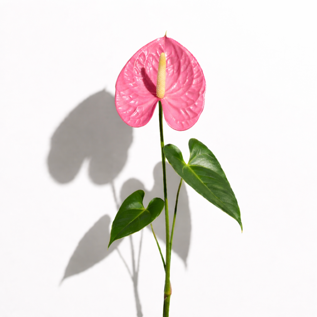 Anthurio rosa